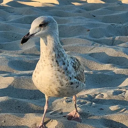 Апартаменты Heimathafen *